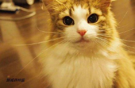 十大最受欢迎的猫排行榜(十大口碑最好的猫罐头牌子)插图6