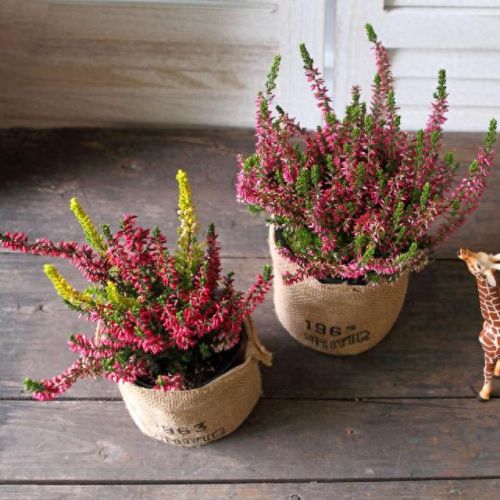 十大名贵花卉排行榜图片大全(十大稀有花卉排名)插图16