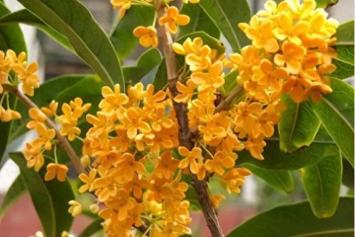 杜鹃花十大名花排行榜(杜鹃花十大排名)插图71