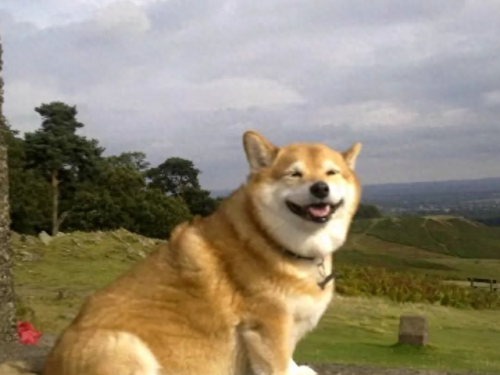 十大不想养的狗排行榜(十大可以养的狗)插图 十大不想养的狗排行榜(十大可以养的狗)插图