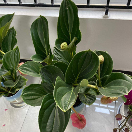 十大名贵花卉排行榜图片大全(十大稀有花卉排名)插图5