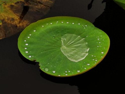 手机取景器排行榜十大品牌(手机拍摄杆哪种最好用)插图13