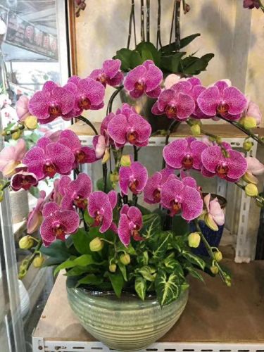 十大名贵花卉排行榜图片大全(十大稀有花卉排名)插图13