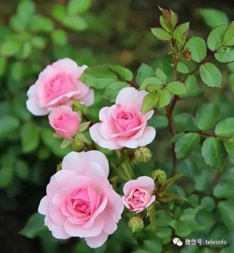 杜鹃花十大名花排行榜(杜鹃花十大排名)插图31