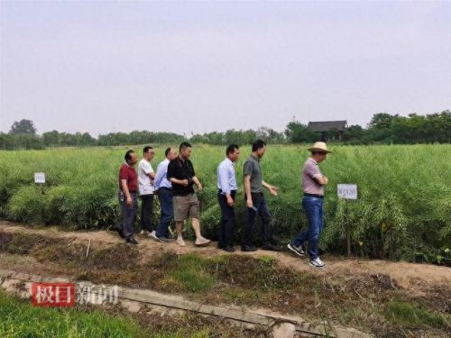 中国十大油菜花排行榜(关于油菜花唯美句子)