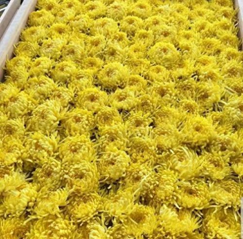 雪菊的十大排行榜(四种人不宜喝雪菊)插图42