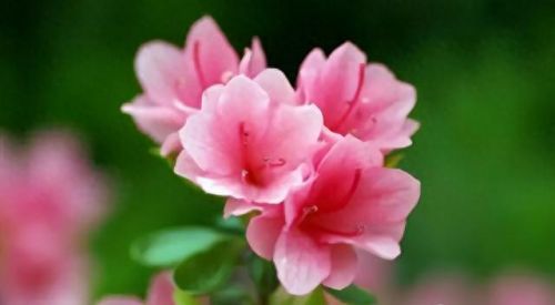 杜鹃花十大名花排行榜(杜鹃花十大排名)插图44