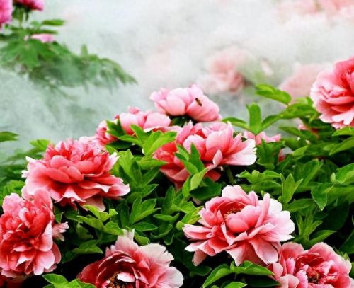杜鹃花十大名花排行榜(杜鹃花十大排名)插图8