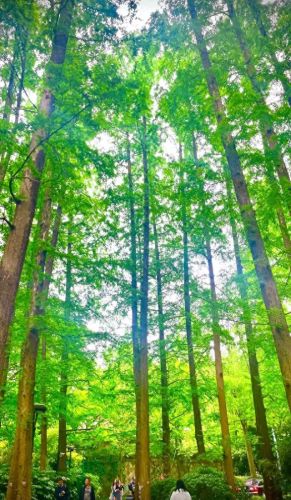 莫干山景点十大排行榜(莫干山必去八个景点)插图37