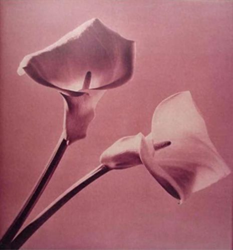 十大花卉摄影师排行榜北京(中国十大摄影师排名前十)插图1