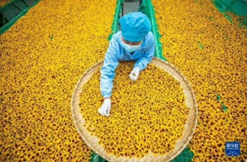 雪菊的十大排行榜(四种人不宜喝雪菊)插图46