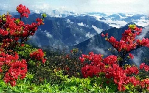 杜鹃花十大名花排行榜(杜鹃花十大排名)插图42