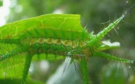 史上十大最毒毛毛虫排行榜(十大最毒蜈蚣排名)插图4