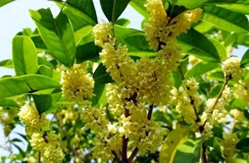杜鹃花十大名花排行榜(杜鹃花十大排名)插图66
