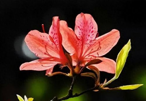 杜鹃花十大名花排行榜(杜鹃花十大排名)插图46