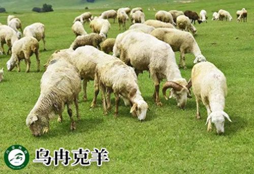 内蒙古十大活羊排行榜(内蒙古白条羊批发市场)插图7