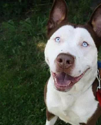 十大不想养的狗排行榜(十大可以养的狗)插图1 十大不想养的狗排行榜(十大可以养的狗)插图1