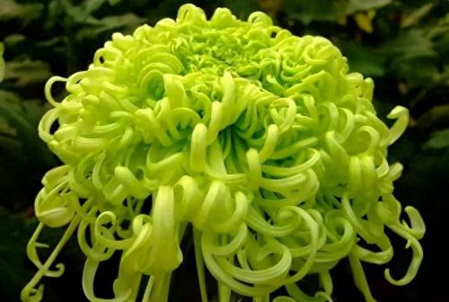 杜鹃花十大名花排行榜(杜鹃花十大排名)插图19