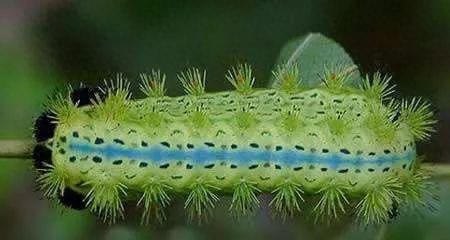 史上十大最毒毛毛虫排行榜(十大最毒蜈蚣排名)