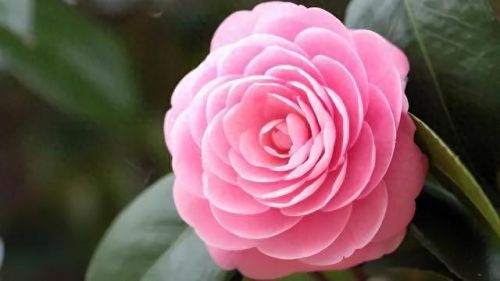 杜鹃花十大名花排行榜(杜鹃花十大排名)插图59