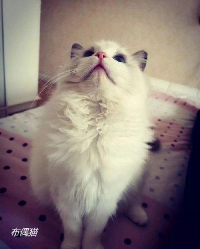 十大最受欢迎的猫排行榜(十大口碑最好的猫罐头牌子)插图7