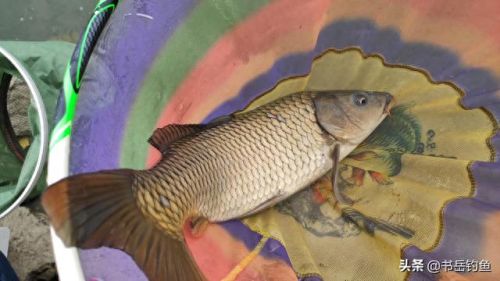 颗粒饵料十大排行榜图片(颗粒饵料排行榜第一名老鬼)插图5 颗粒饵料十大排行榜图片(颗粒饵料排行榜第一名老鬼)插图5