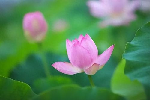 杜鹃花十大名花排行榜(杜鹃花十大排名)插图56