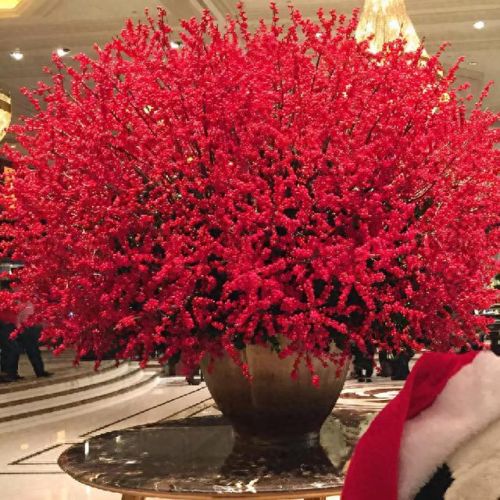 十大名贵花卉排行榜图片大全(十大稀有花卉排名)插图1