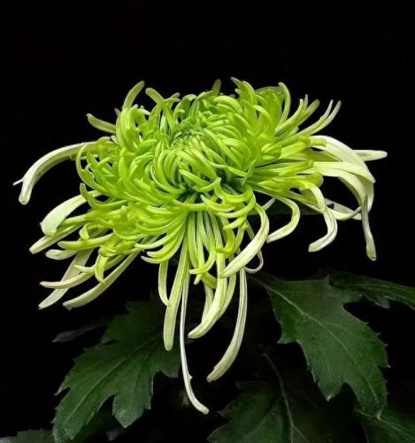 杜鹃花十大名花排行榜(杜鹃花十大排名)插图22