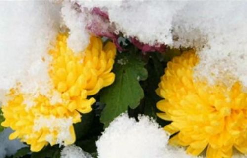雪菊的十大排行榜(四种人不宜喝雪菊)插图50