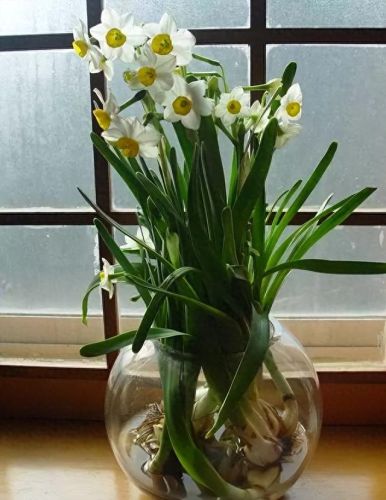 杜鹃花十大名花排行榜(杜鹃花十大排名)插图77