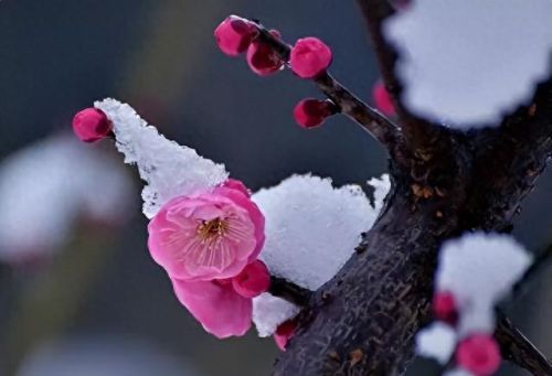 杜鹃花十大名花排行榜(杜鹃花十大排名)插图1