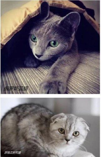 十大最受欢迎的猫排行榜(十大口碑最好的猫罐头牌子)插图4