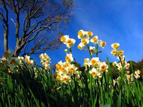 杜鹃花十大名花排行榜(杜鹃花十大排名)插图73