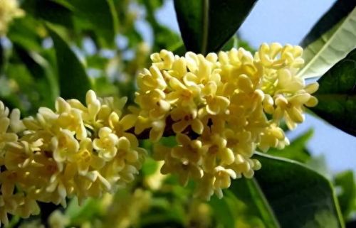 杜鹃花十大名花排行榜(杜鹃花十大排名)插图67