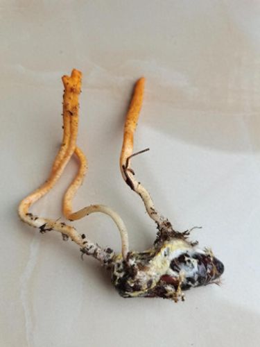 云南十大食用虫草品牌排行榜(云南产的虫草质量好吗)插图1