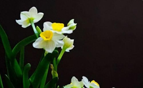 杜鹃花十大名花排行榜(杜鹃花十大排名)插图75