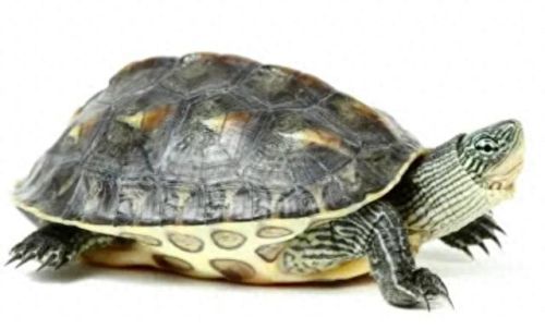 家养神龟十大排行榜(十大冷水龟排名)插图