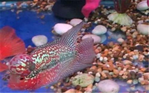 罗汉鱼饲料十大名牌排行榜(便宜罗汉鱼饲料)插图1 罗汉鱼饲料十大名牌排行榜(便宜罗汉鱼饲料)插图1