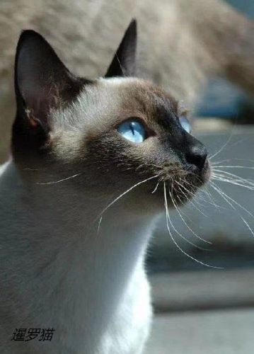 十大最受欢迎的猫排行榜(十大口碑最好的猫罐头牌子)插图1