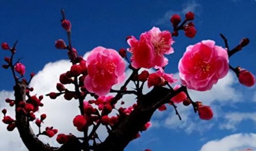 杜鹃花十大名花排行榜(杜鹃花十大排名)插图2