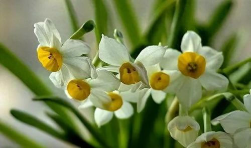 杜鹃花十大名花排行榜(杜鹃花十大排名)插图76