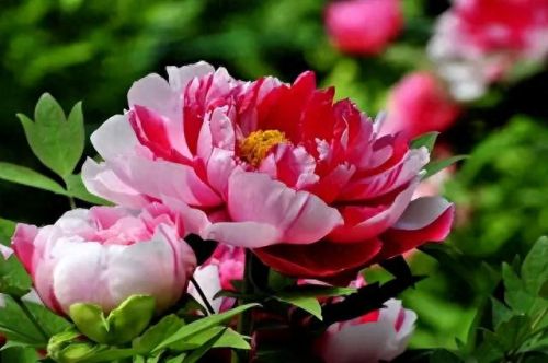 杜鹃花十大名花排行榜(杜鹃花十大排名)插图9