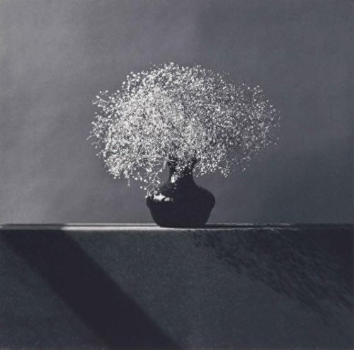 十大花卉摄影师排行榜北京(中国十大摄影师排名前十)插图3