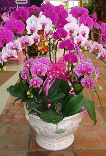 十大名贵花卉排行榜图片大全(十大稀有花卉排名)插图14