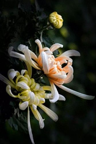 杜鹃花十大名花排行榜(杜鹃花十大排名)插图16