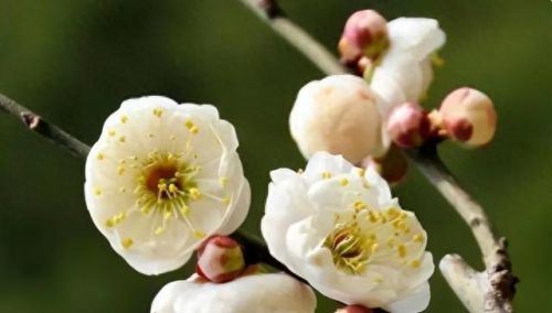 杜鹃花十大名花排行榜(杜鹃花十大排名)插图5