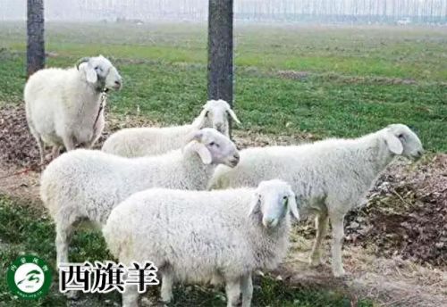 内蒙古十大活羊排行榜(内蒙古白条羊批发市场)插图13