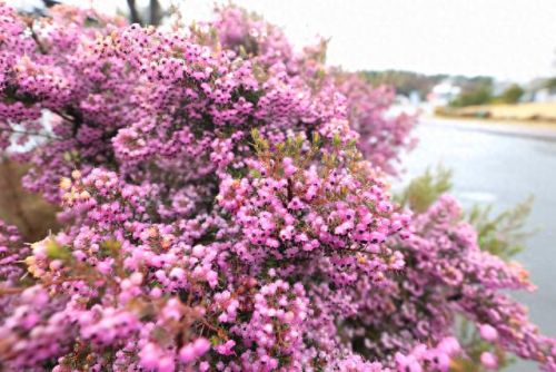 十大名贵花卉排行榜图片大全(十大稀有花卉排名)插图17