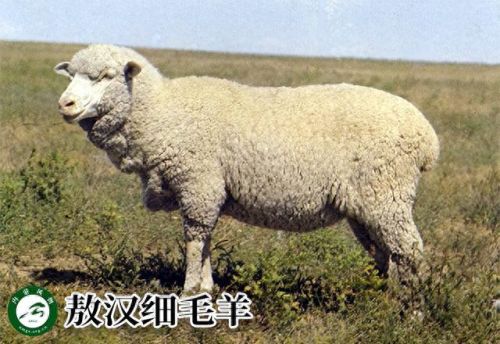 内蒙古十大活羊排行榜(内蒙古白条羊批发市场)插图12